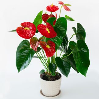 Rote Anthurium mit Topf