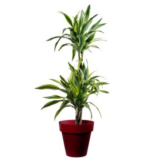 Dracena mit Topf
