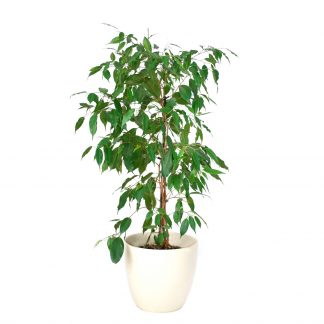 Ficus Benjamini mit Topf