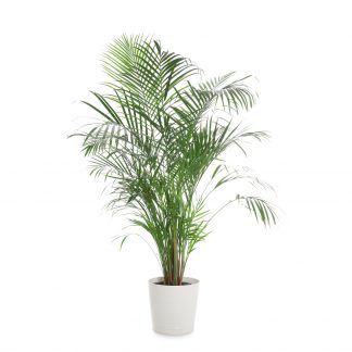 Kentia mit Topf