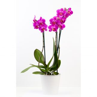 Orchidee Phalaenopsis Fuchsia