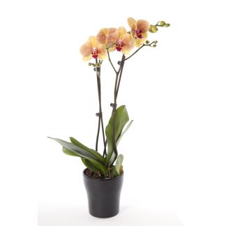 Orchidee Phalaenopsis Pfirsich