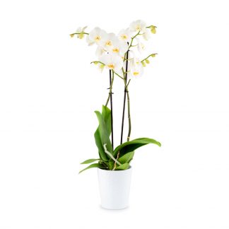 Orchidee Phalaenopsis weiß