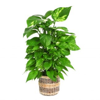 Scindapsus mit Topf
