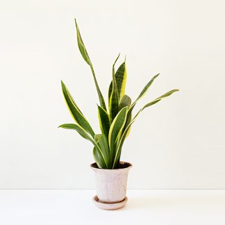 Sansevieria mit Topf