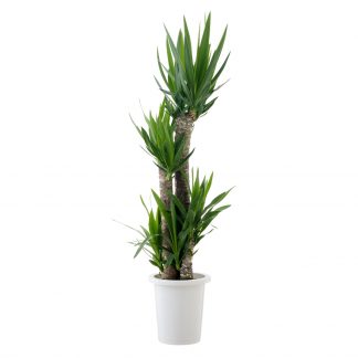 Yucca mit Topf